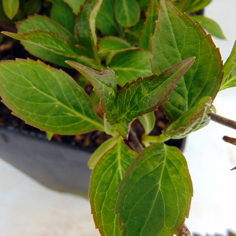 Hortensia serrata Cap Sizun - Hydrangea (Follaje)