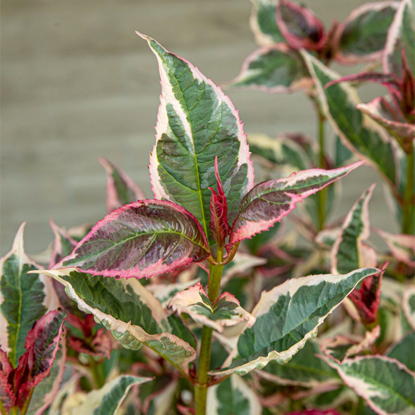 Hortensia - Hydrangea serrata Euphoria Pink (Follaje)