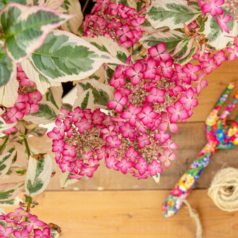 Hortensia - Hydrangea serrata Euphoria Pink (Floración)