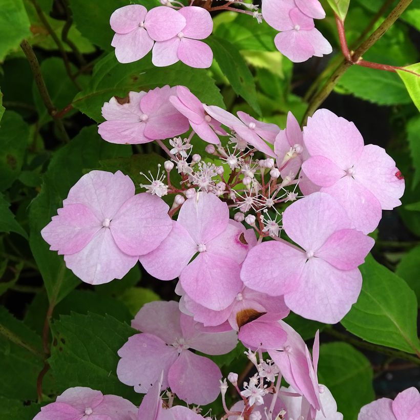 Hortensia serrata Graciosa - Hydrangea (Floración)