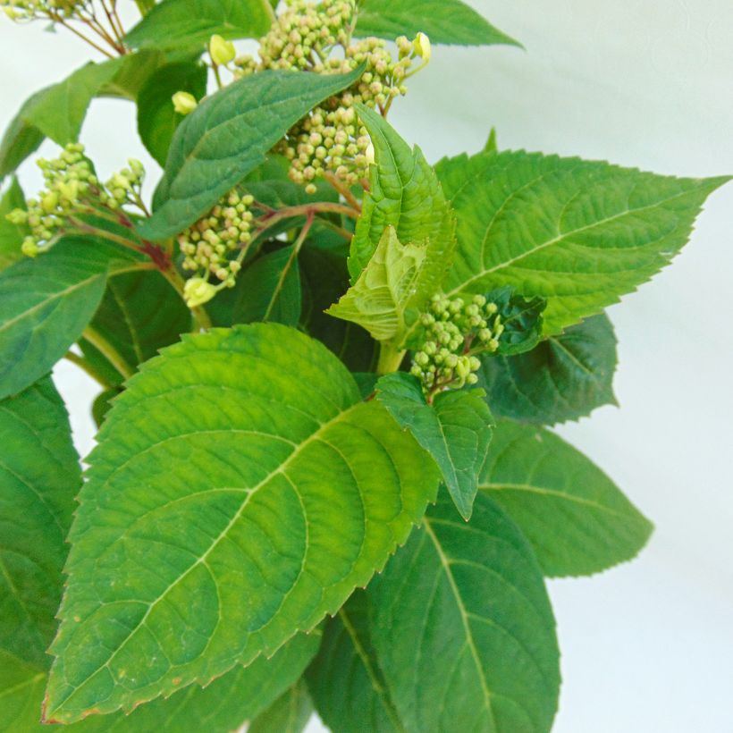 Hortensia serrata Shojo - Hydrangea (Follaje)