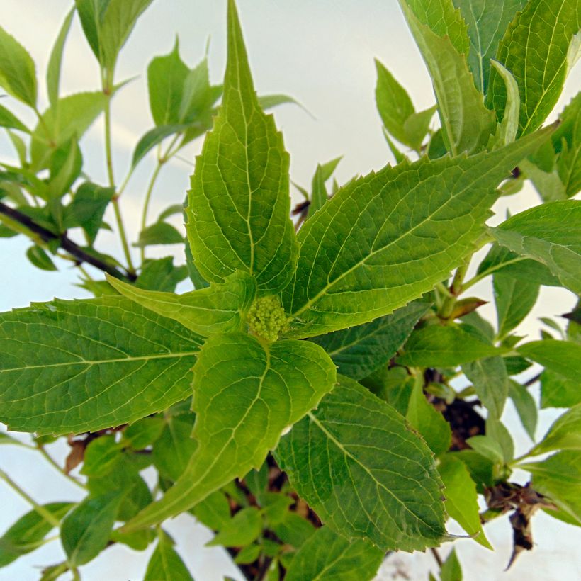 Hortensia serrata Tiara - Hydrangea (Follaje)