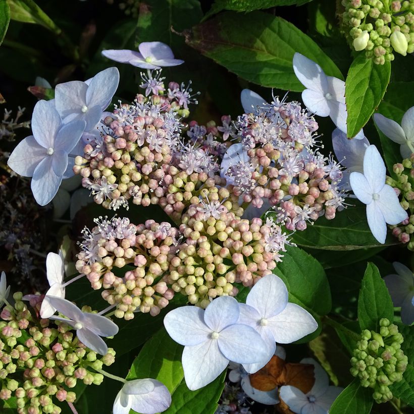 Hortensia serrata Tiara - Hydrangea (Floración)