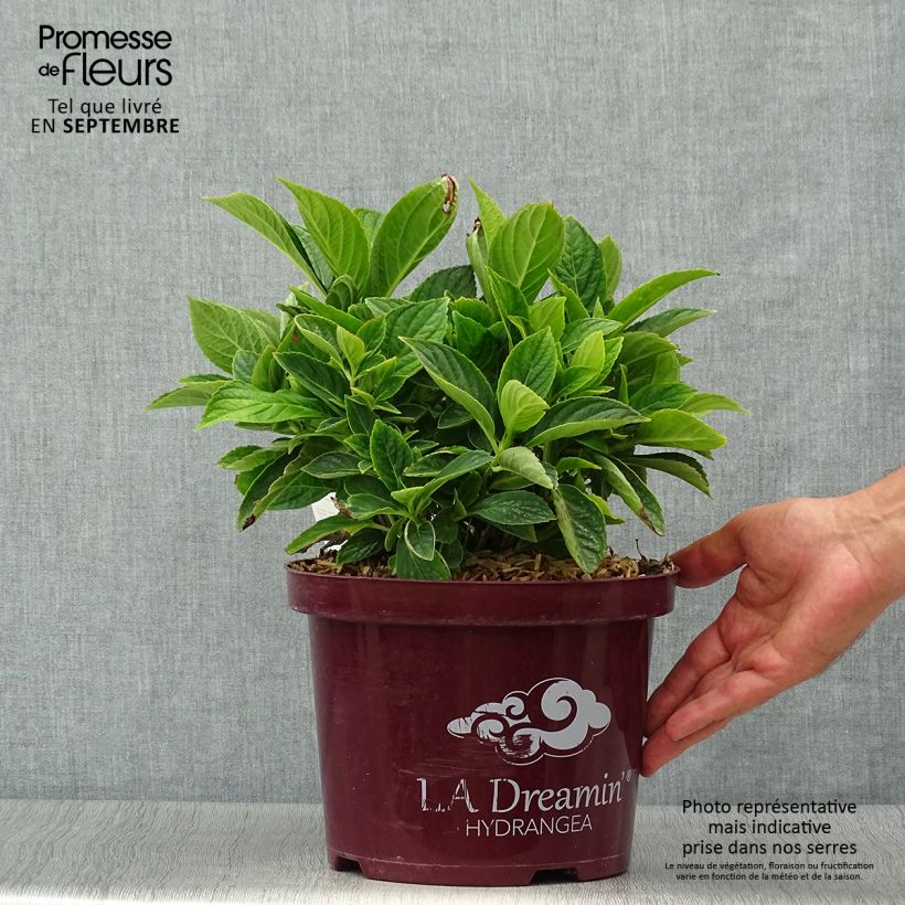 Ejemplar de Hortensia L.A Dreamin en pot de 5L entregado en otoño