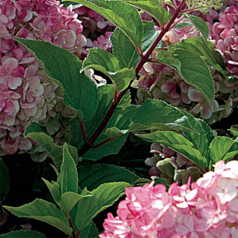 Hortensia paniculata Vanille Fraise - Hydrangea (Follaje)