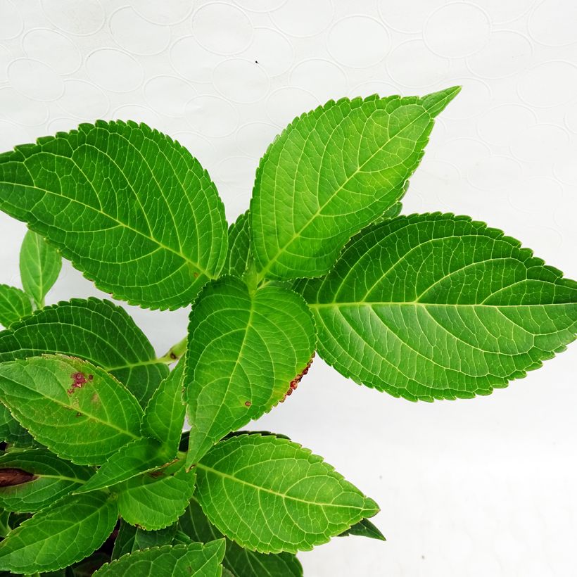 Hortensia macrophylla Yamato - Hydrangea (Follaje)