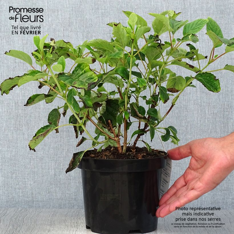 Ejemplar de Hortensia arborescens Hills Of Snow Pot de 2L/3L entregado en otoño