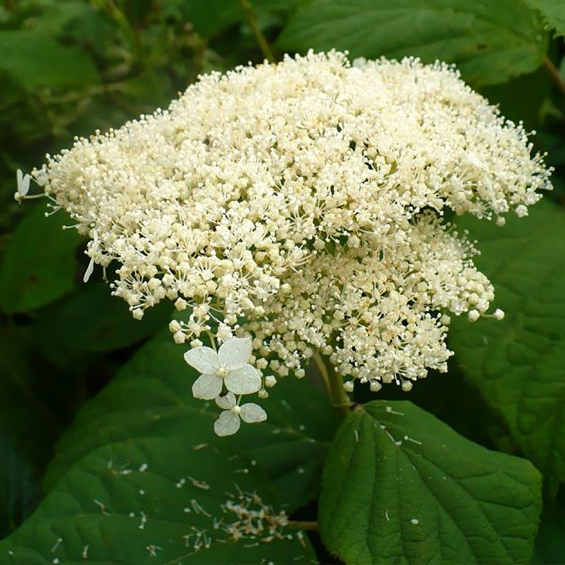 Hortensia arborescens Hills Of Snow (Floración)