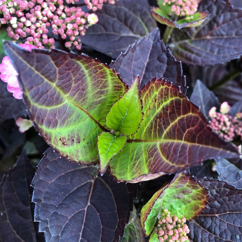 Hortensia Daredevil - Hydrangea (Follaje)