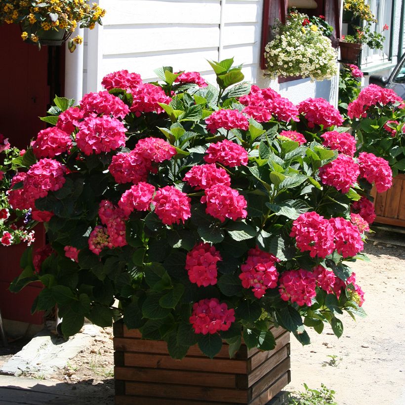 Hortensia macrophylla King George V - Hydrangea (Porte)