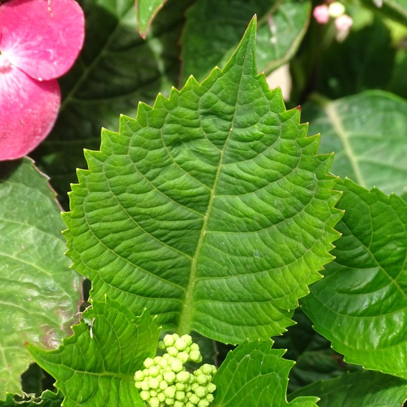 Hortensia macrophylla Teller Red - Hydrangea (Follaje)