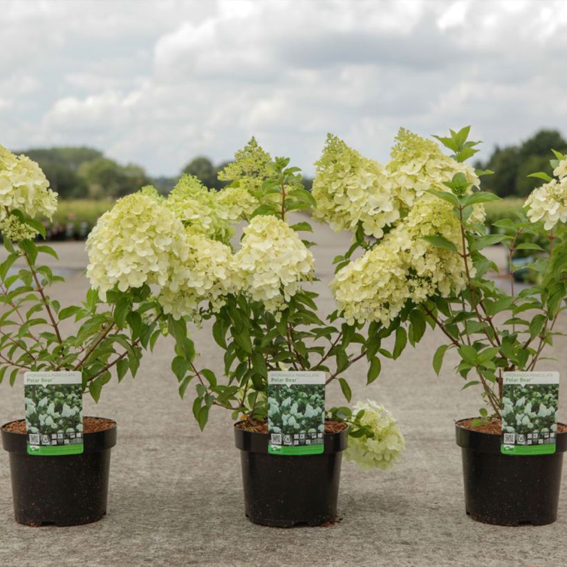 Hortensia paniculata Polar Bear - Hydrangea paniculata (Porte)