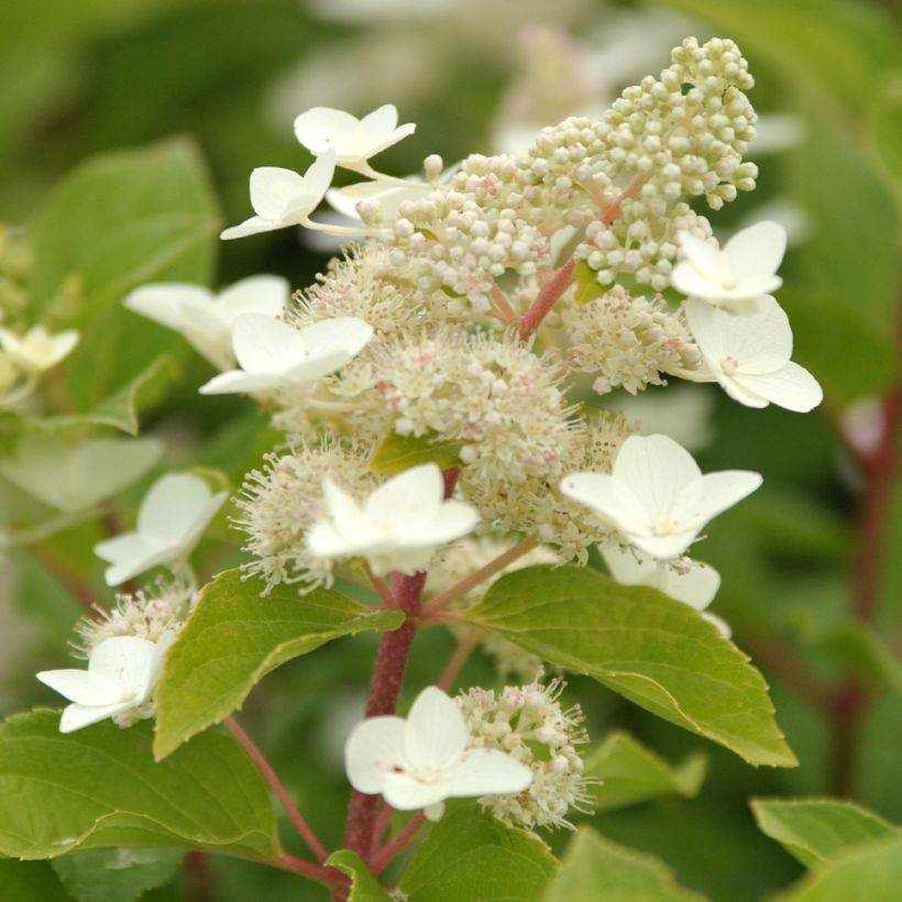 Hortensia paniculata Tardiva - Hydrangea (Floración)