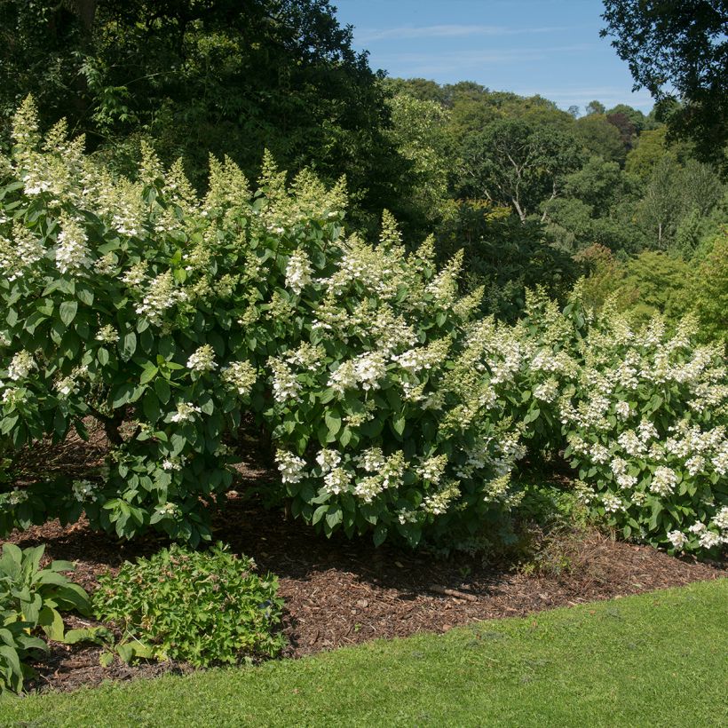 Hortensia paniculata Tardiva - Hydrangea (Porte)