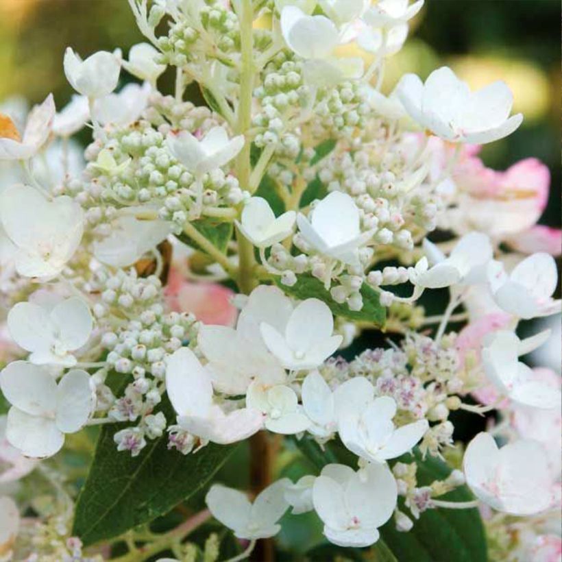 Hortensia paniculata Tickled Pink - Hydrangea paniculata (Floración)