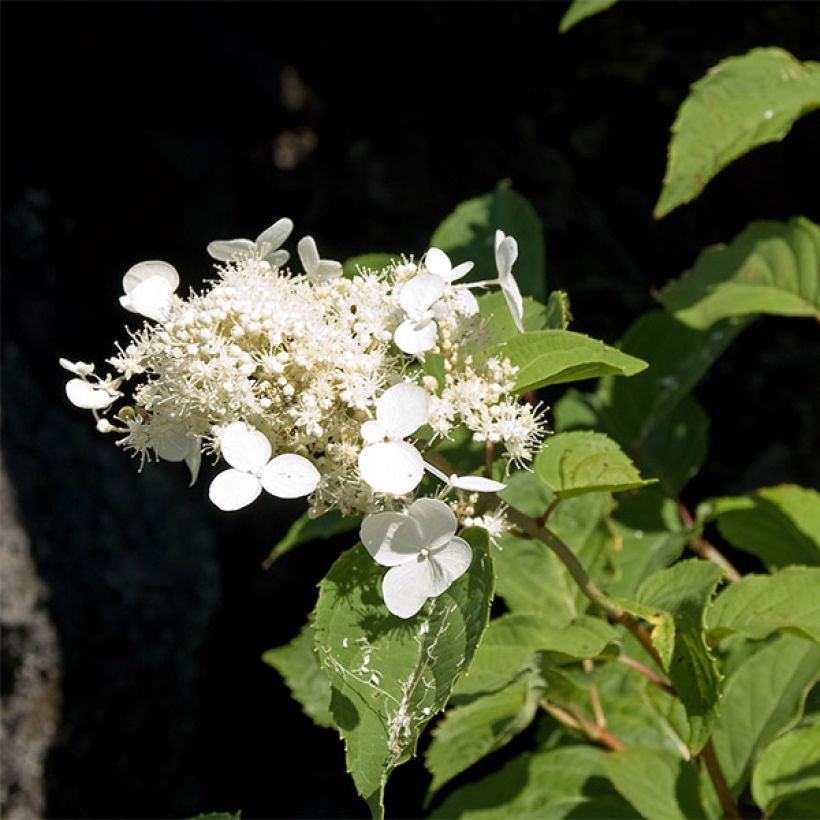 Hortensia paniculata White Moth - Hydrangea paniculata (Floración)