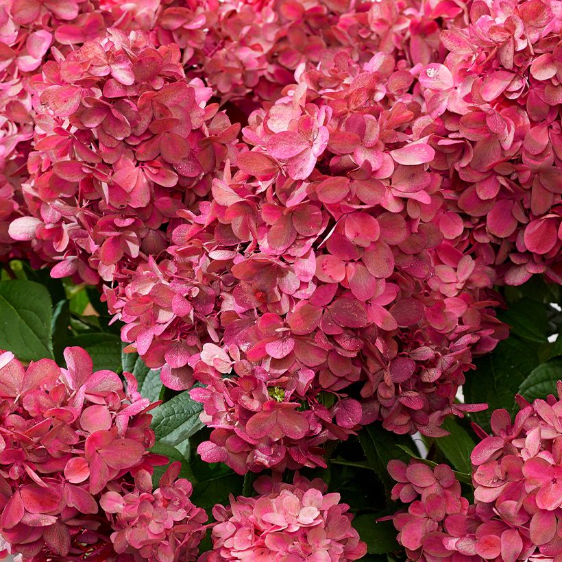 Hortensia paniculata Bloody Marie - Hydrangea (Floración)