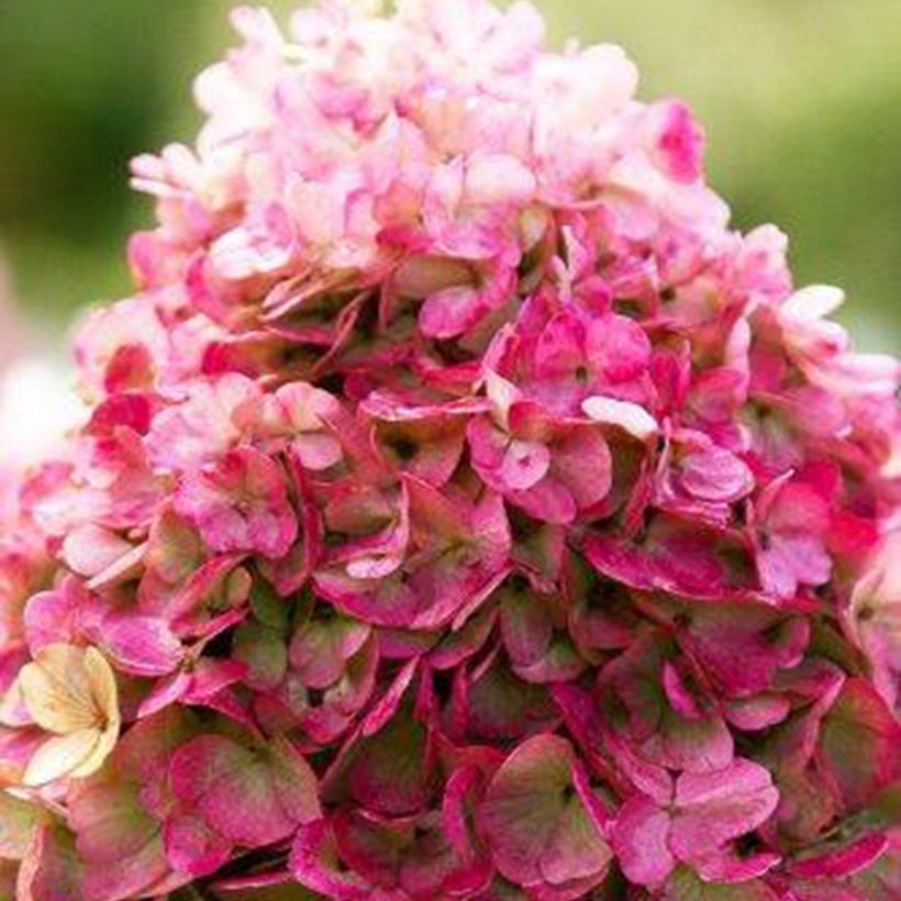 Hortensia paniculata Living Pinky Promise - Hydrangea paniculata (Floración)