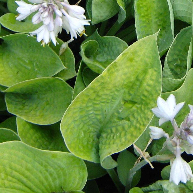 Hosta Abiqua Ariel (Follaje)