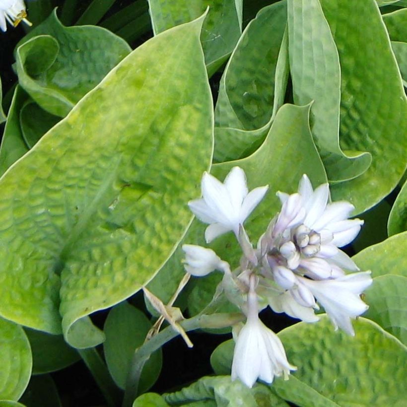 Hosta Abiqua Ariel (Floración)