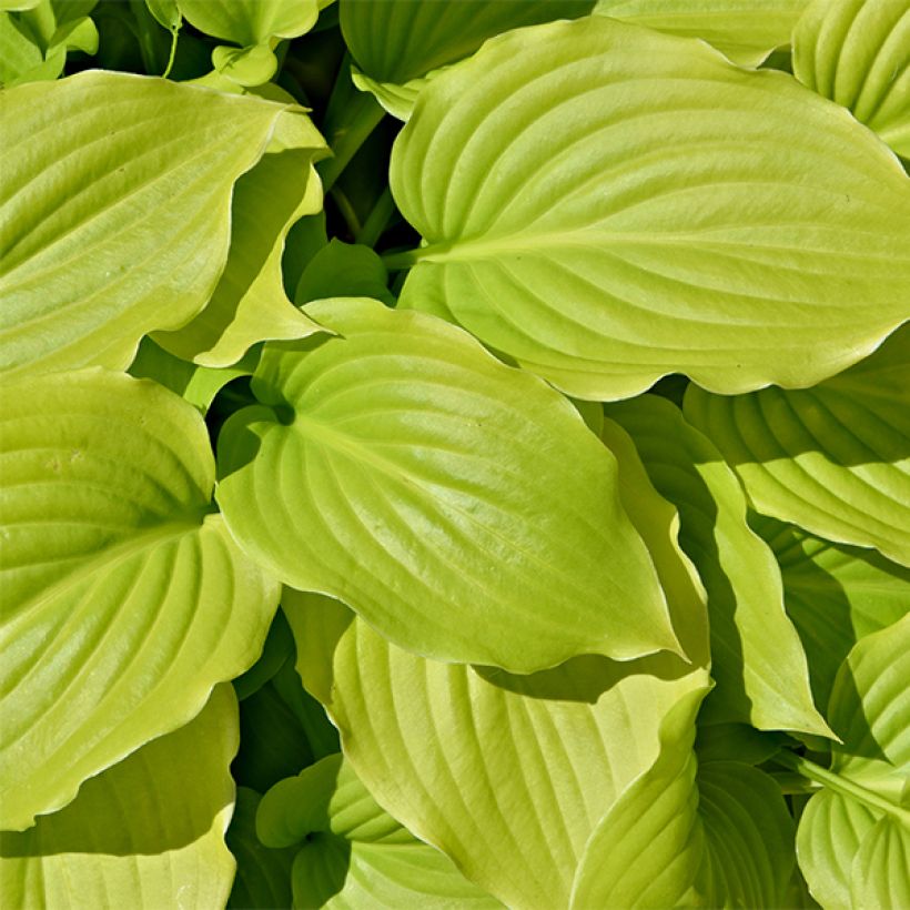 Hosta August Moon (Follaje)