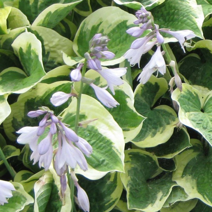 Hosta Austin Dickinson (Floración)