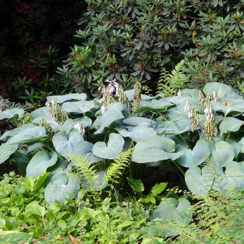 Hosta Big daddy (Porte)