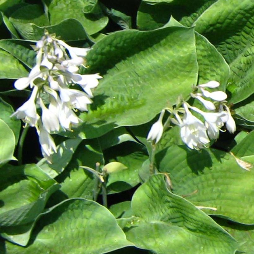 Hosta Big Mama (Floración)