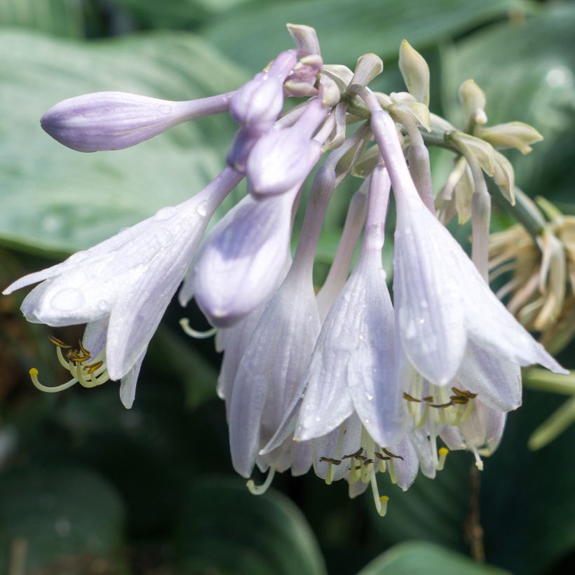 Hosta Hosta Blue Angel (Floración)