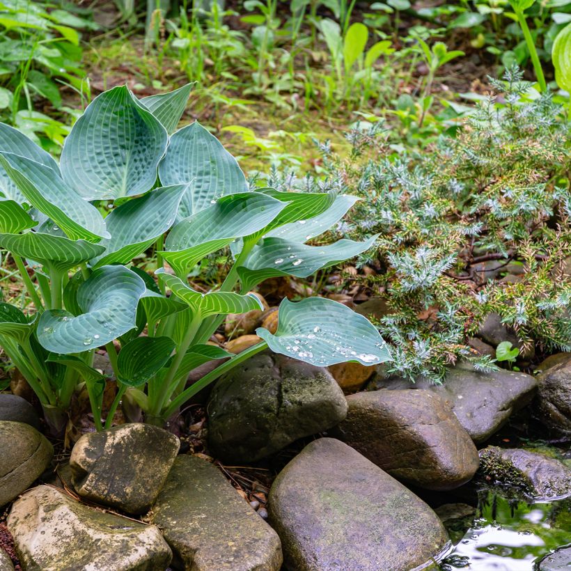 Hosta Hosta Blue Angel (Porte)