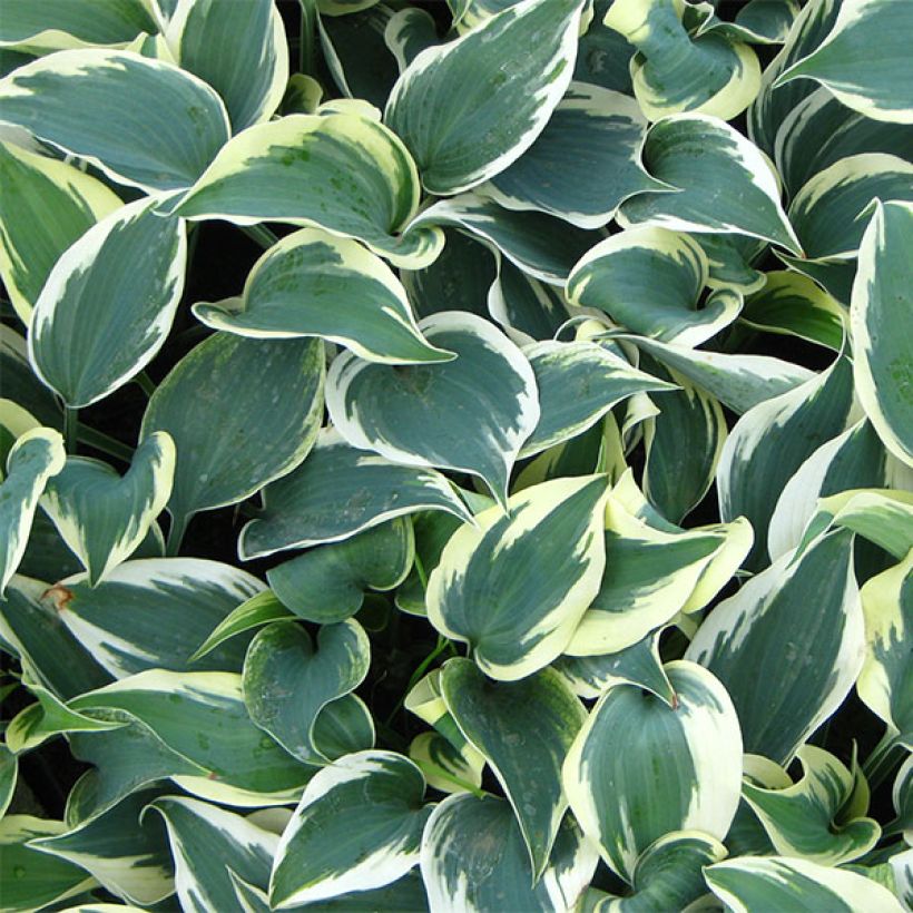 Hosta tardiana Blue Ivory (Follaje)