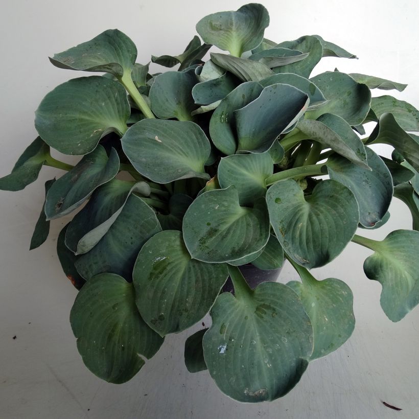 Hosta Blue Mouse Ears (Porte)