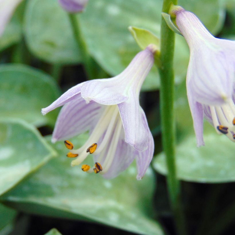 Hosta Blue Mouse Ears (Floración)