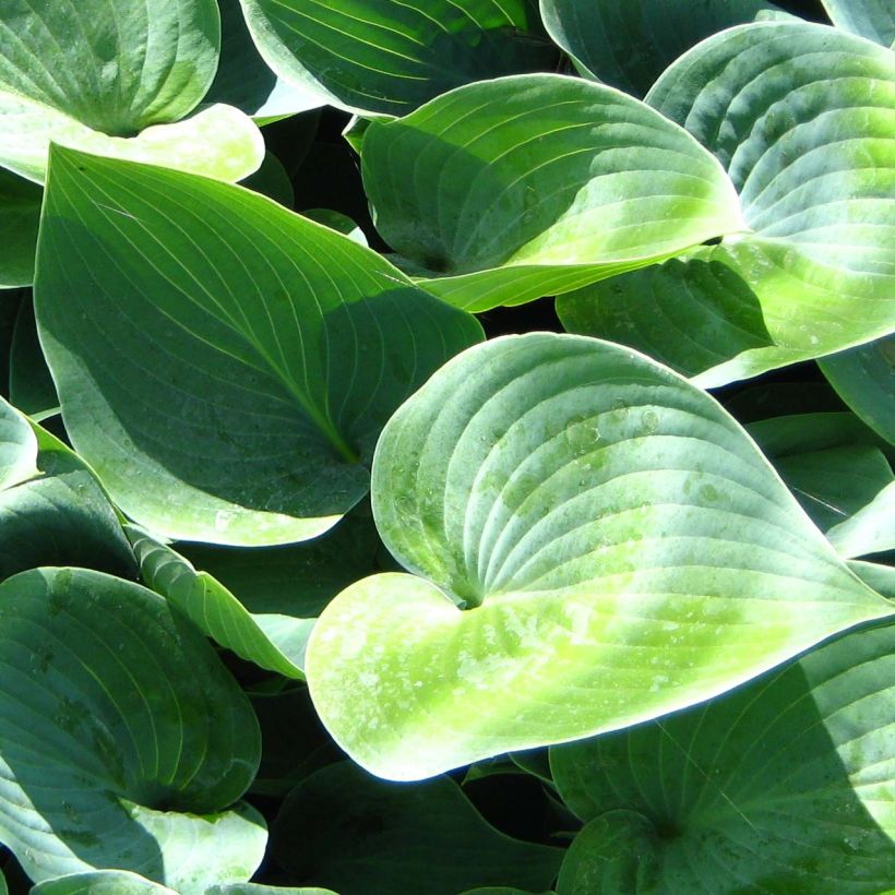 Hosta Canadian Blue (Follaje)