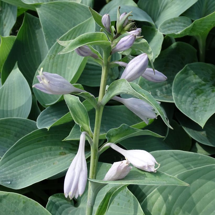 Hosta Canadian Blue (Floración)