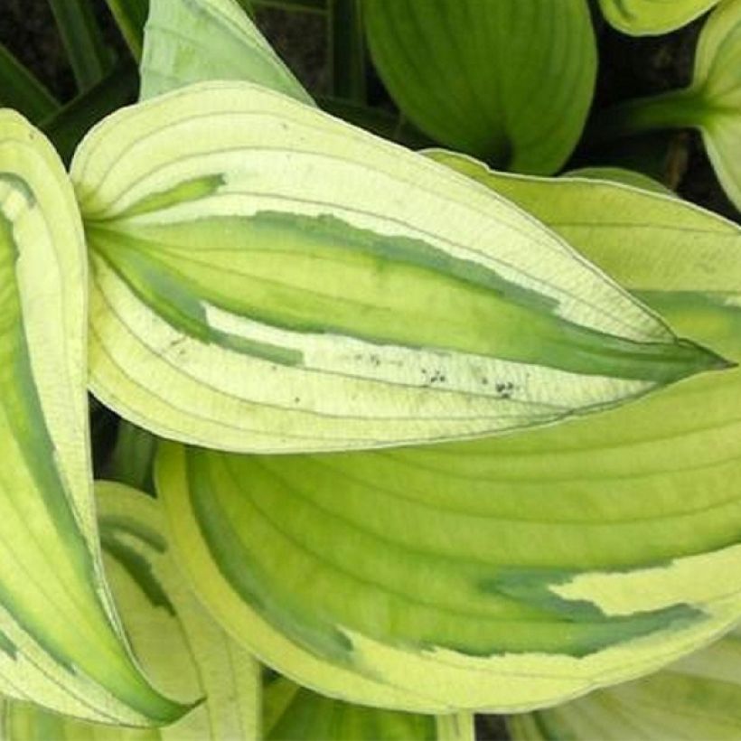 Hosta Captain’s Adventure (Follaje)