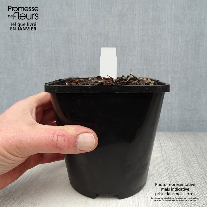 Hosta Captain’s Adventure Pot de 1,5L/2L Ejemplar entregado en invierno