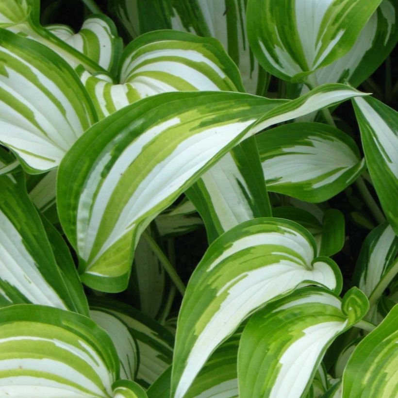 Hosta Cascades (Follaje)