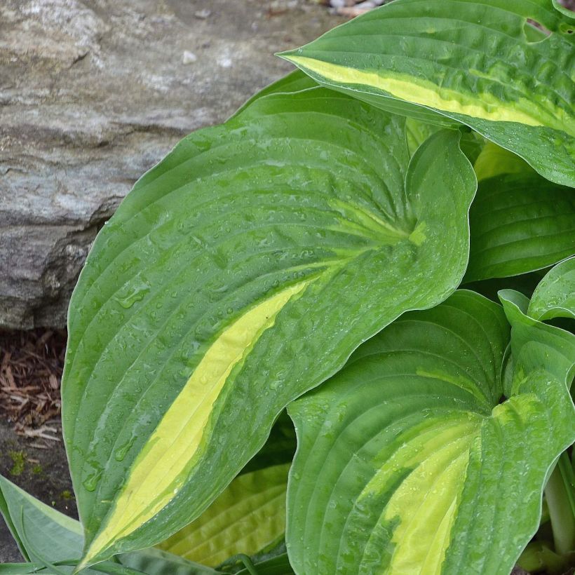 Hosta Center Of Attention (Follaje)