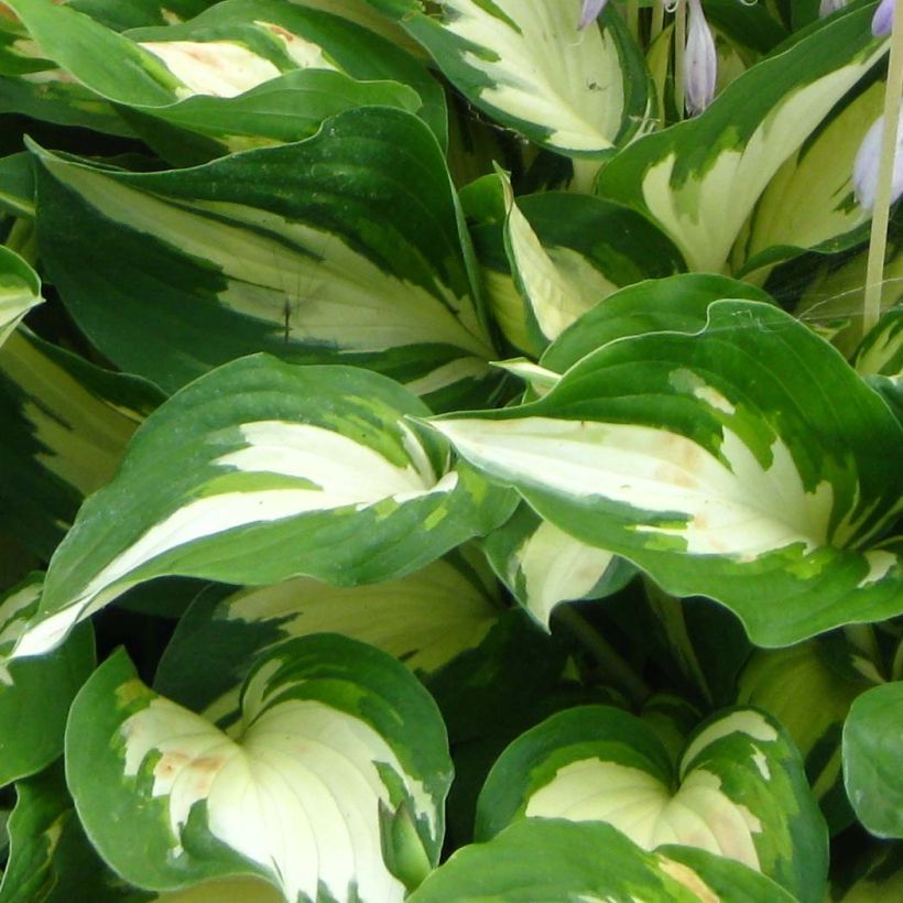 Hosta Christmas Candy (Follaje)