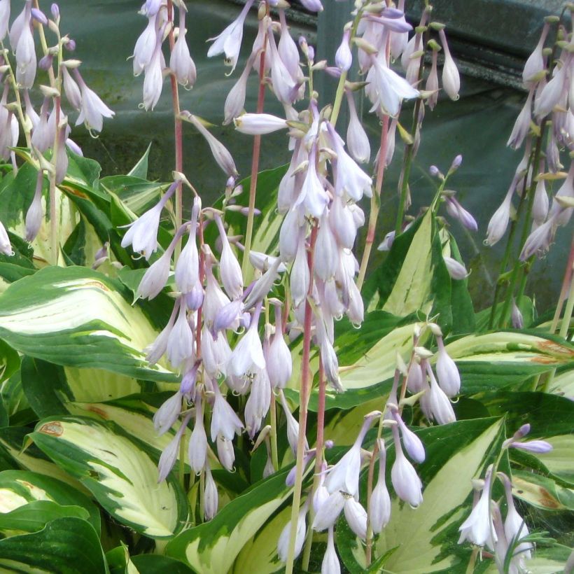 Hosta Christmas Candy (Floración)