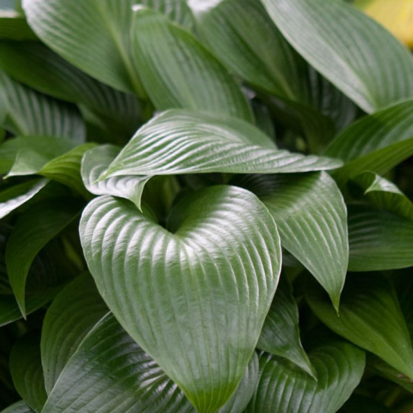 Hosta Devon Green (Follaje)