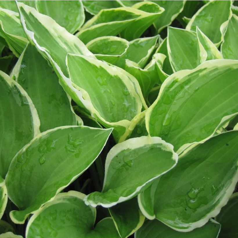 Hosta Diamond Tiara (Follaje)