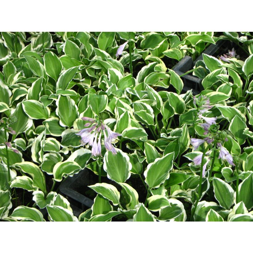 Hosta Diamond Tiara (Floración)