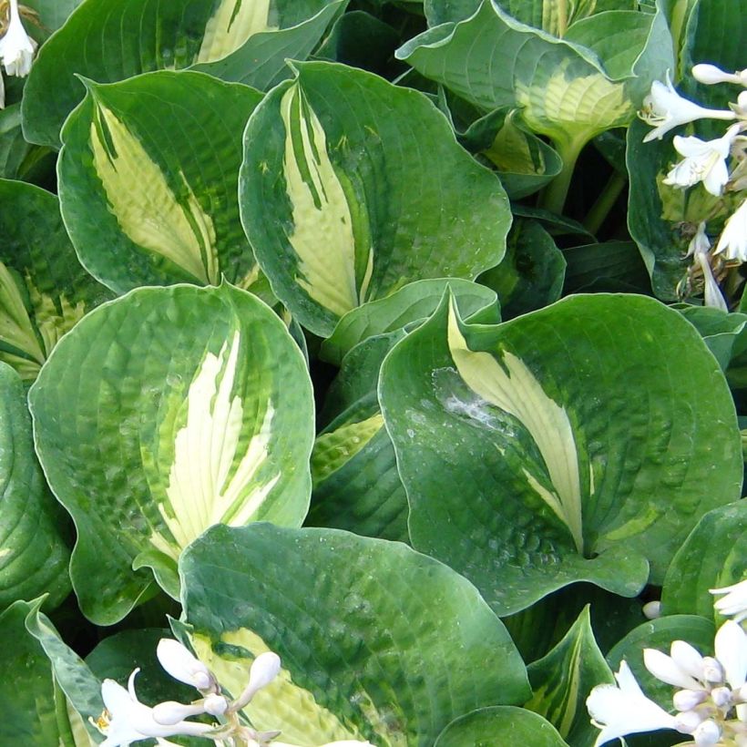 Hosta Dream Queen (Follaje)