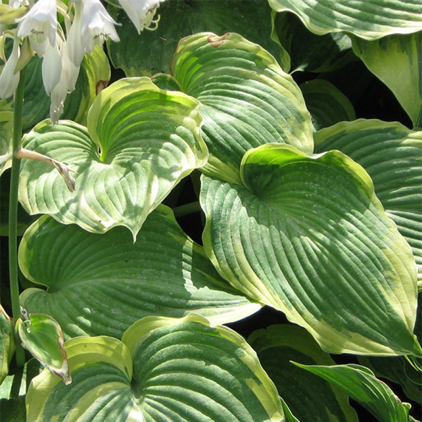 Hosta Earth Angel (Follaje)