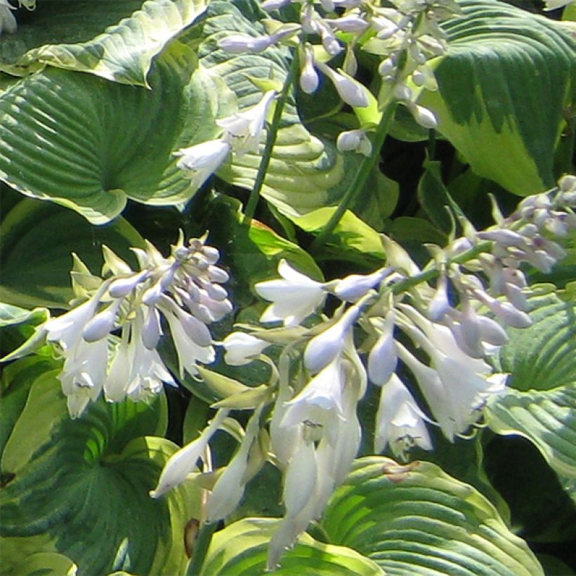 Hosta Earth Angel (Floración)