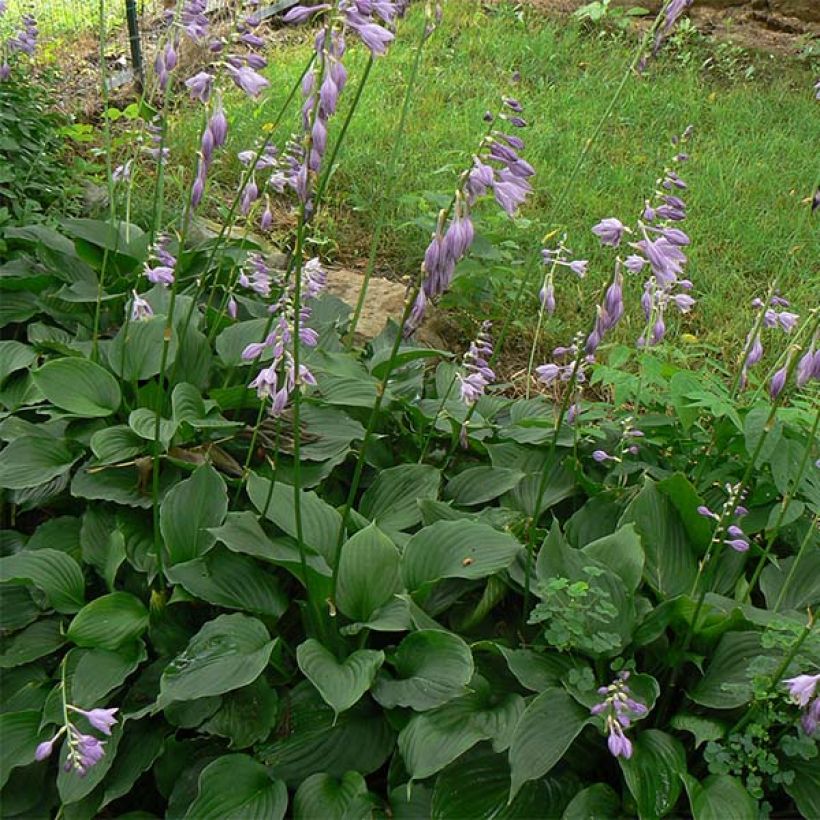 Hosta Elisabeth (Follaje)