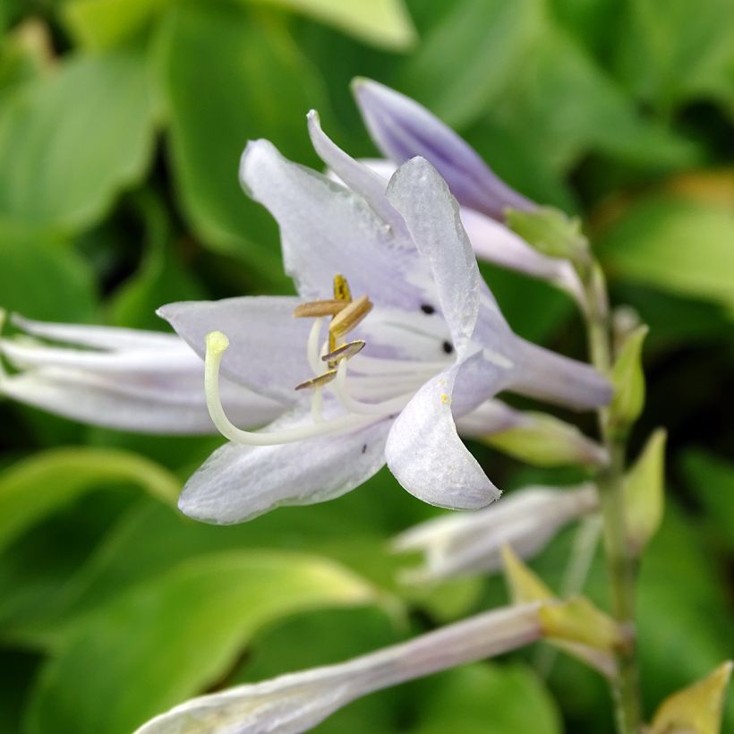 Hosta Elisabeth (Floración)