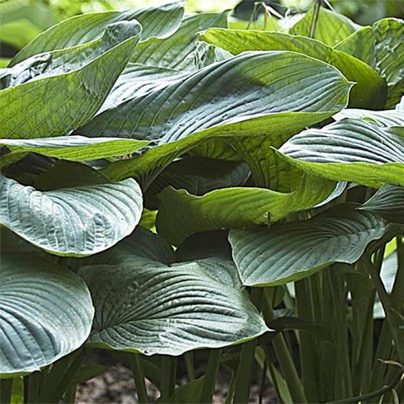 Hosta Empress Wu (Follaje)